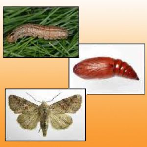 پروانه خوشه خوار گندم: Hadena basilinea