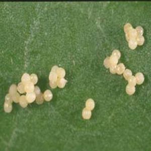 کرم غوزه پنبه: Helicoverpa armigera