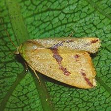 کرم برگ خوار برنج