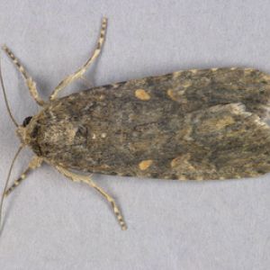 کرم برگخوار ذرت: Spodoptera exigua