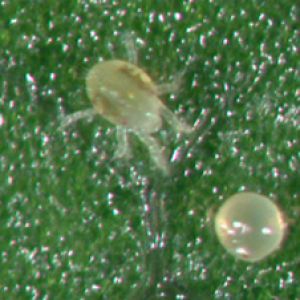 کنه تارتن: Tetranychus urticae
