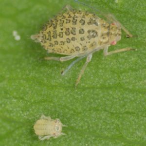 شته یونجه: Therioaphis trifolii