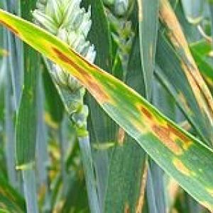 سپتوریوز گندم:Septoria tritici