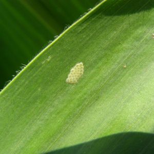 کرم ساقه خوار اروپایی ذرت: Ostrinia nubilalis