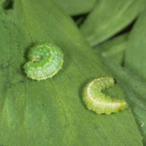  سرخرطومی برگ یونجه: Hypera postica