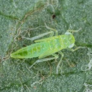 زنجرک سبز چغندر قند:Empoasca spp.