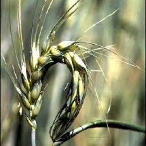 شته روسی گندم:Diuraphis noxia