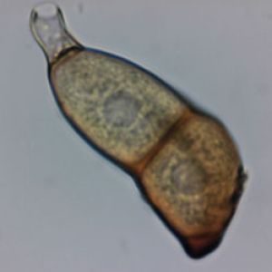  زنگ قهوه ای گندم:Puccinia recondita