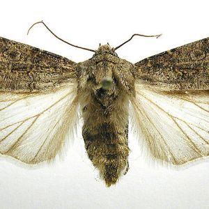 کرم طوقه بر: Agrotis segetum