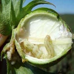 کرم غوزه پنبه: Helicoverpa armigera