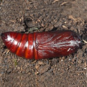 پرودنیا: Spodoptera littoralis