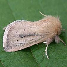 کرم ساقه خوار سزامیا