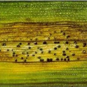 سپتوریوز گندم:Septoria tritici