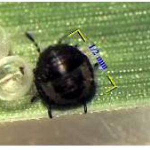 سن گندم: Eurygaster integriceps