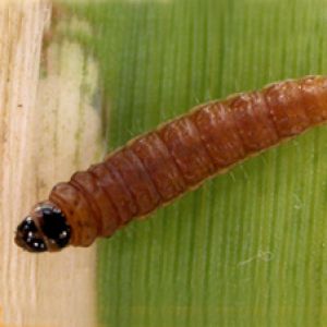 پروانه برگ خوار غلات: Syringopais temperatella