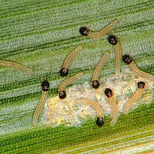 کرم ساقه خوار اروپایی ذرت: Ostrinia nubilalis