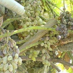 سفیدک پودری انگور: Uncinula necator