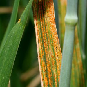 زنگ زرد گندم:Puccinia striiformis
