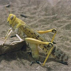 ملخ صحرایی: Schistocerca gregaria