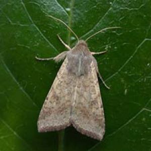 کرم غوزه پنبه: Helicoverpa armigera