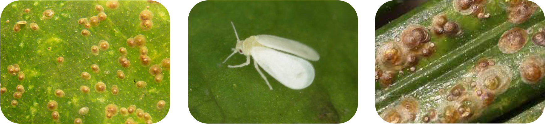 نمونه عکس سه تایی پیری پیروکسی فن