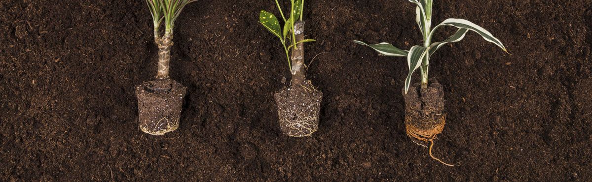 Qishloq xo'jaligi o'g'itlari